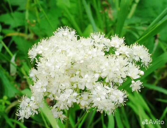 Чай лабазник