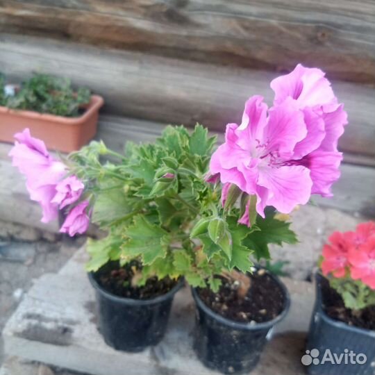 Пеларгонии