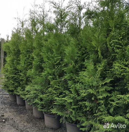 Туя Смарагд из питомника