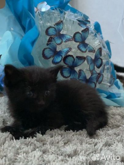 Котенок в добрые руки