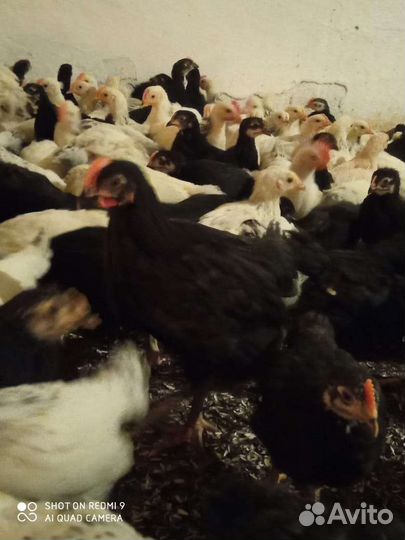 Цыплята подрощенные