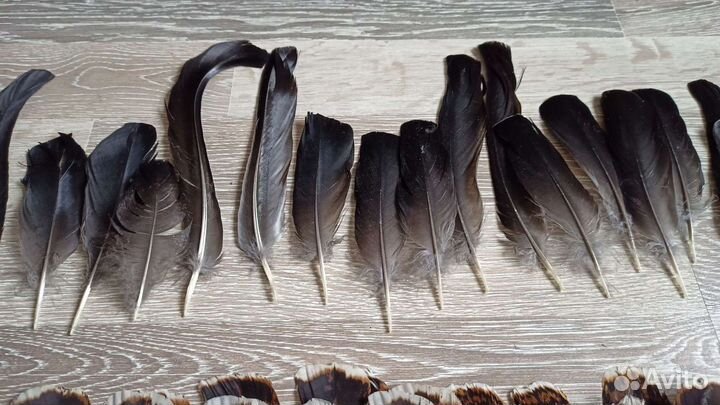 Перья разных птиц