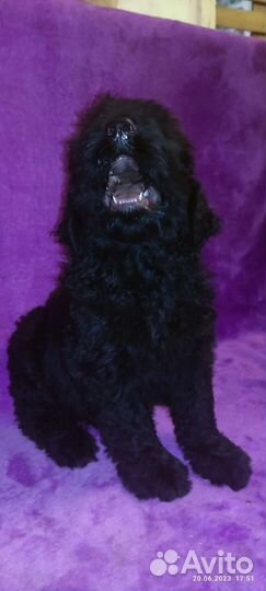 Щенки Русского Чёрного терьера