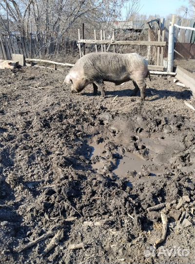 Продам хряка