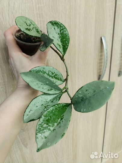 Хойя ан-074 silver и другие редкие хойи