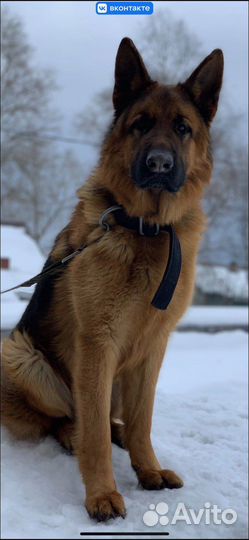 Немецкая овчарка