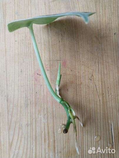 Сциндапсус пиктус треби