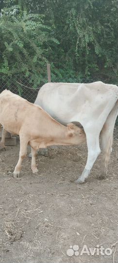 Корова с теленком