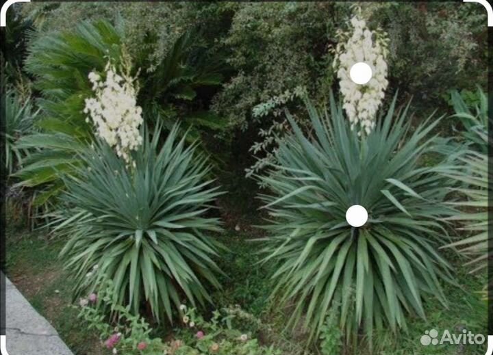 Декоративные цветущие кустарники, юкка