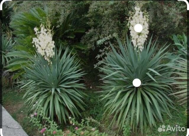 Декоративные цветущие кустарники, юкка