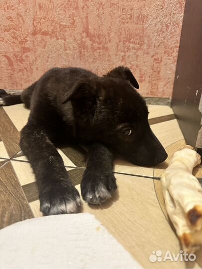 Собака в добрые руки щенок бесплатно большая