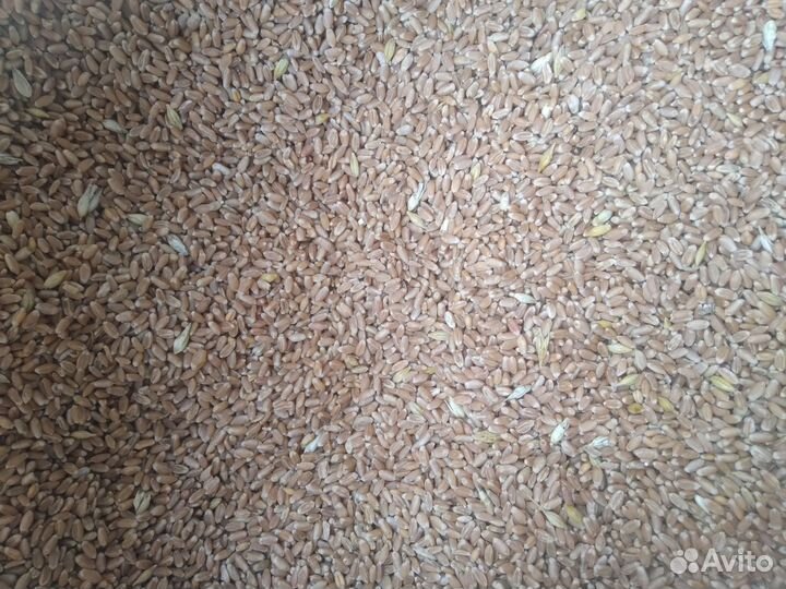 Зерно пшеница 3 класс
