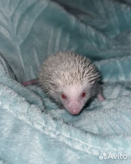 Африканский карликовый ежик