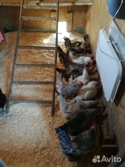 Куры несушки и молодки