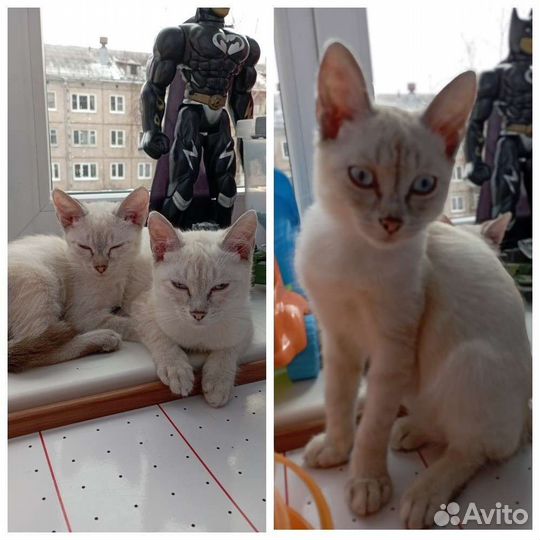 Кошки в добрые руки