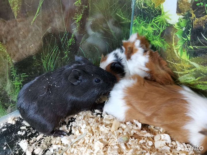 Морские свинки