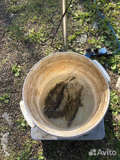 Молодь Форели живая подрощенная