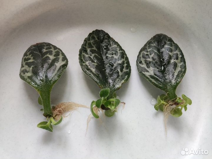 Примулина/Хирита Huba