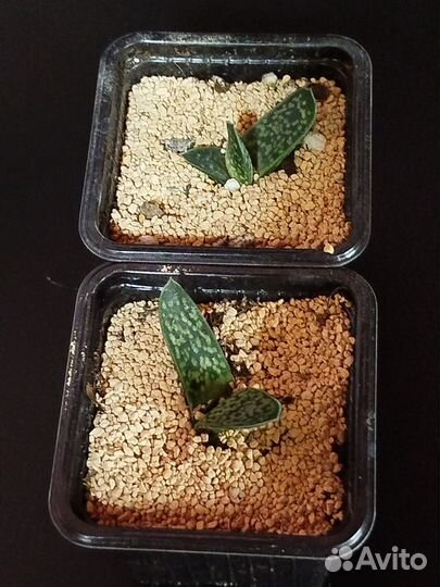 Саккуленты