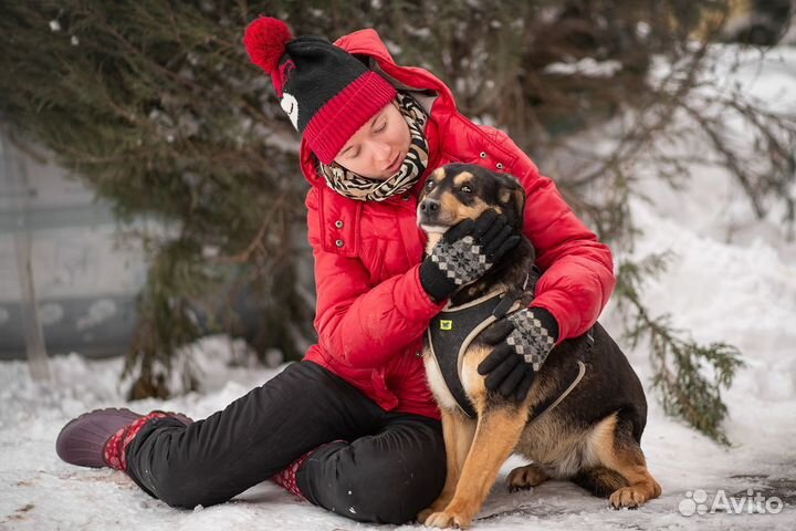 Ангара. Собака в добрые руки, небольшая
