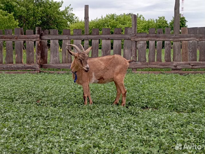 Коза дойная