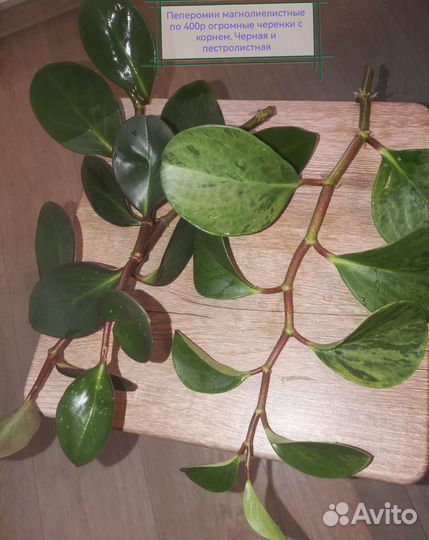 Комнатные цветы