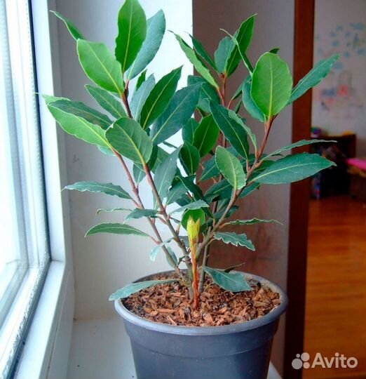 Лавр благородный, семена