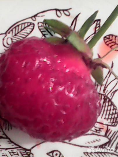 Саженцы клубники