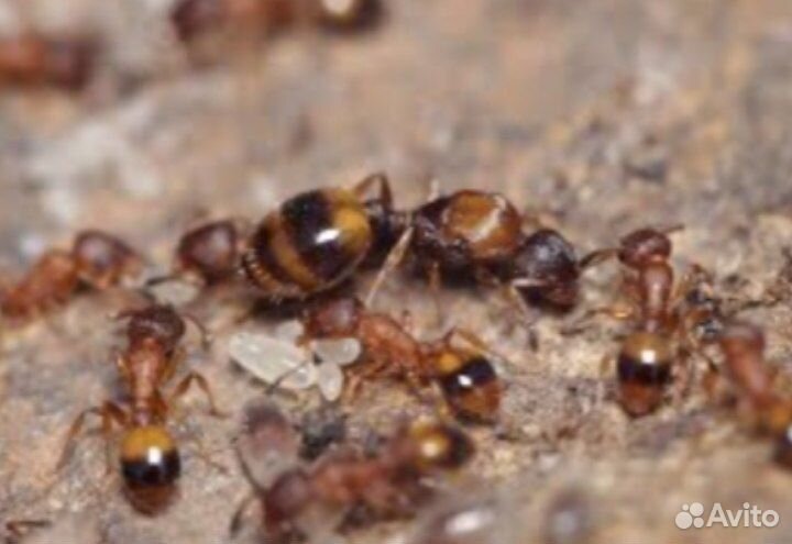 Муравьи для муравьиной фермы