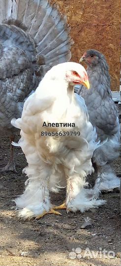 Брама, китайские шёлковые, сиззли