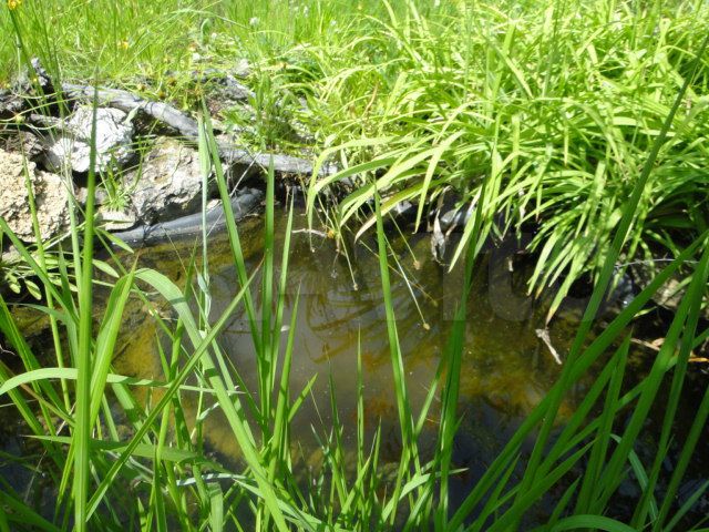 Участок 12 сот. (ИЖС)