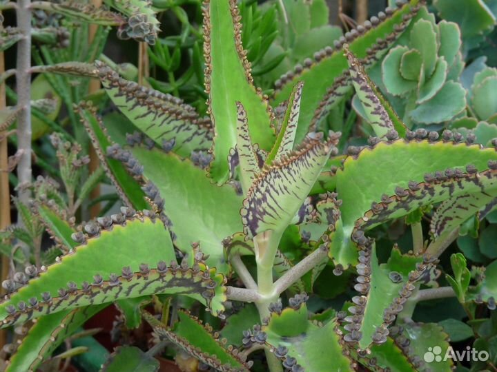 Каланхоэ, золотой ус, индийский лук, живое дерево