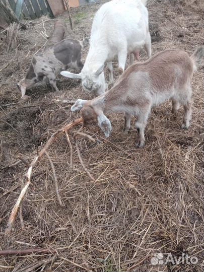 Англо нубийские козы