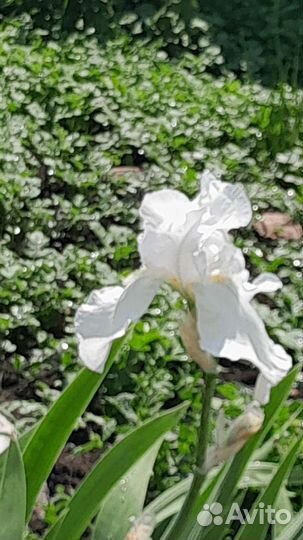 Ирисы бородатые сортовые