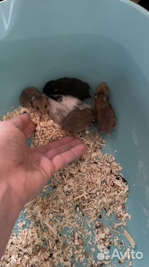 Сирийский хомяк