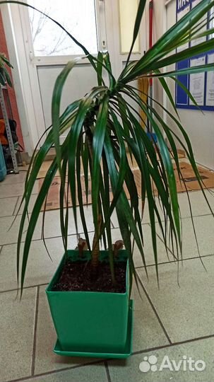 Пальма драцена