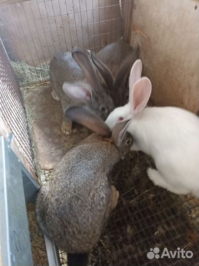 Самцы,кролик