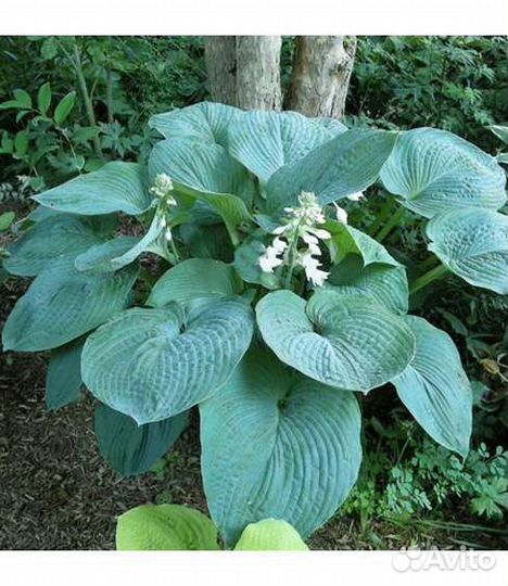 Хосты гибридные