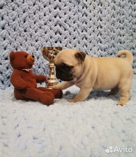 Щенки мопса