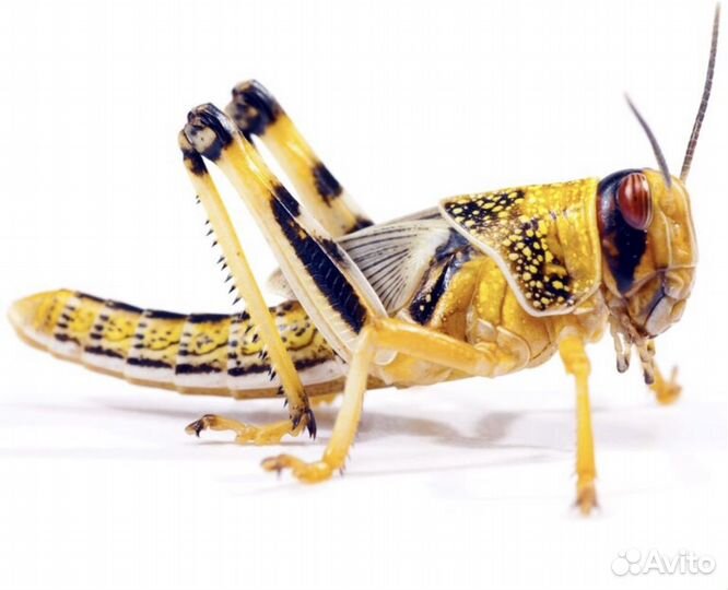 Сверчки, саранча, бражник, зофобас и др