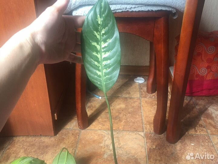 Диффенбахия