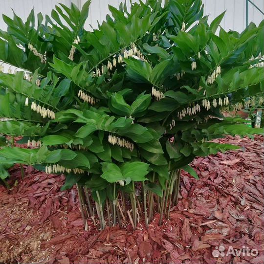 Кора лиственницы