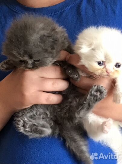 Котятки медвежатки