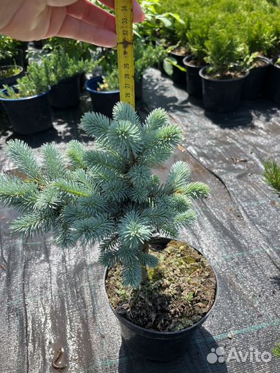 Ель глаука глобоза