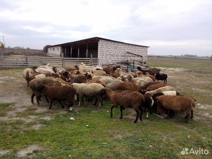 Овцы-матки бараны ягнята