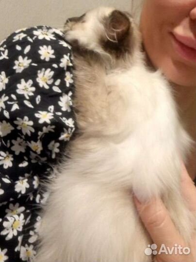 Регдолл элитные котята