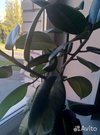 Фикусы каучуконосные/эластик