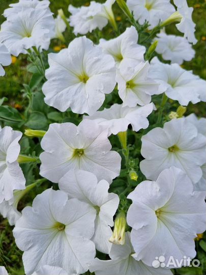 Петуния ампельная в кашпо