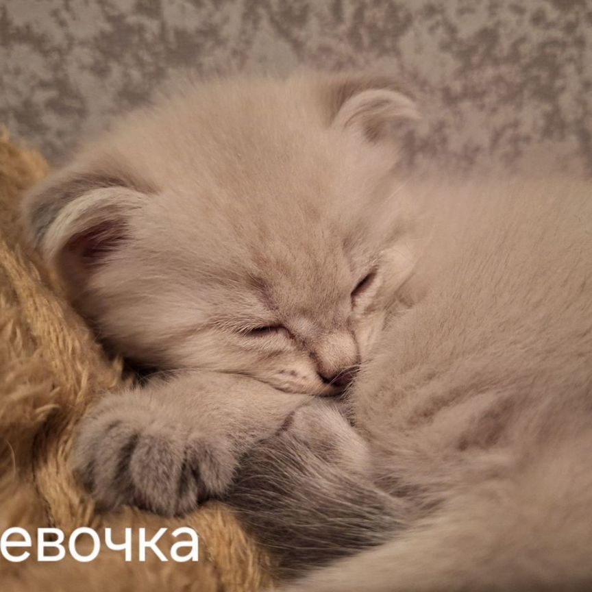 Шотландские котята