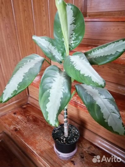 Аглаонема. Диффенбахия